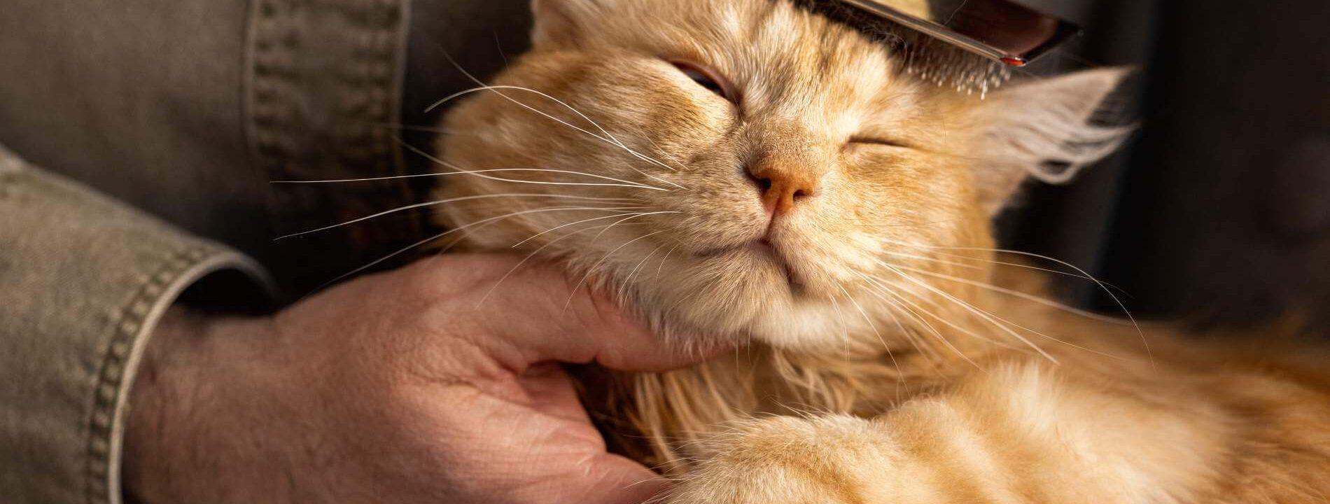 elderly-person-with-cat Cuidado de mascotas mayores, gato siendo acariciado con cariño